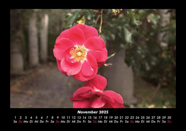 Produktbild: Blumenzauber 2025 Fotokalender DIN A3
