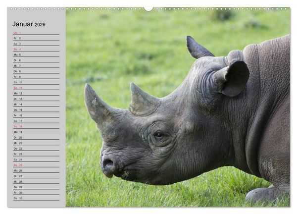 Produktbild: Nash&ouml;rner und Flusspferde (Wandkalender 2026 DIN A2 quer), CALVENDO Monatskalender