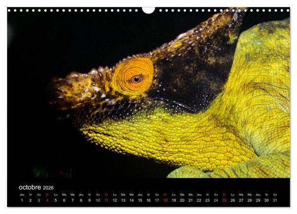 Produktbild: Cam&eacute;l&eacute;ons - Petits dragons d'Afrique. (Calendrier mural 2026 DIN A3 vertical), CALVENDO calendrier mensuel