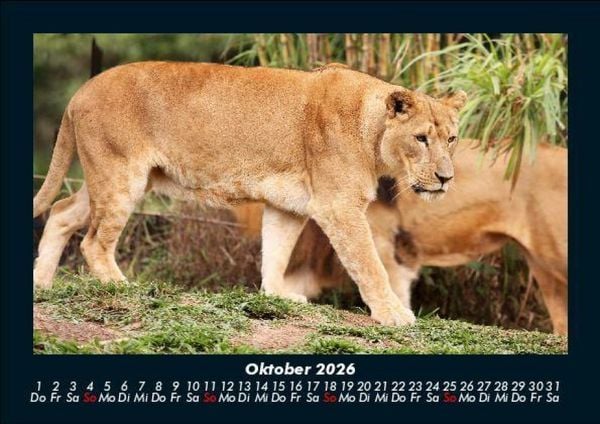 Produktbild: L&ouml;wen in der Wildnis 2026 Fotokalender DIN A5