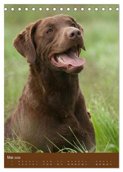 Produktbild: Chesapeake Bay Retriever 2026 (Tischkalender 2026 DIN A5 hoch), CALVENDO Monatskalender