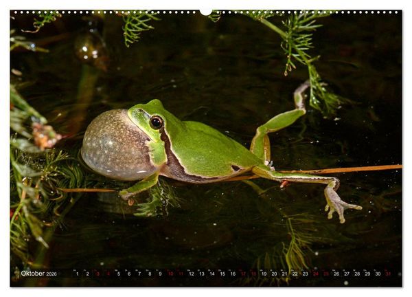Produktbild: Heimische Amphibien (hochwertiger Premium Wandkalender 2026 DIN A2 quer), Kunstdruck in Hochglanz