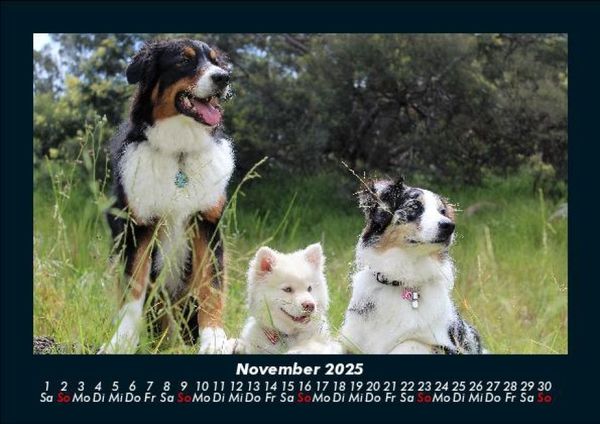 Produktbild: Welpen 2025 Fotokalender DIN A5