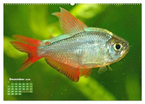 Produktbild: Glanz im Aquarium: S&uuml;&szlig;wasserfische (hochwertiger Premium Wandkalender 2026 DIN A2 quer), Kunstdruck in Hochglanz