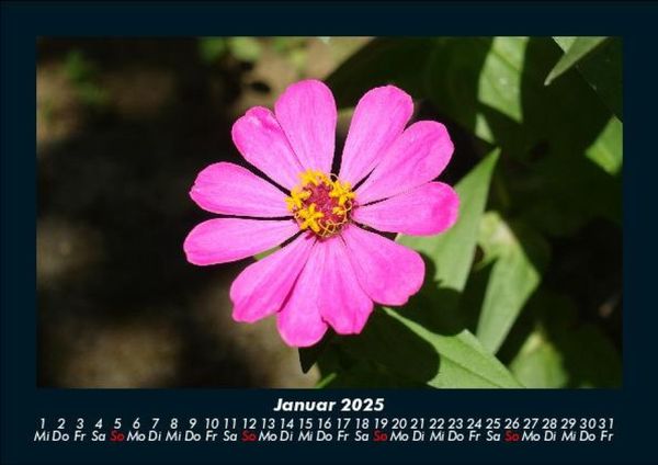 Produktbild: Blumentr&auml;ume 2025 Fotokalender DIN A5
