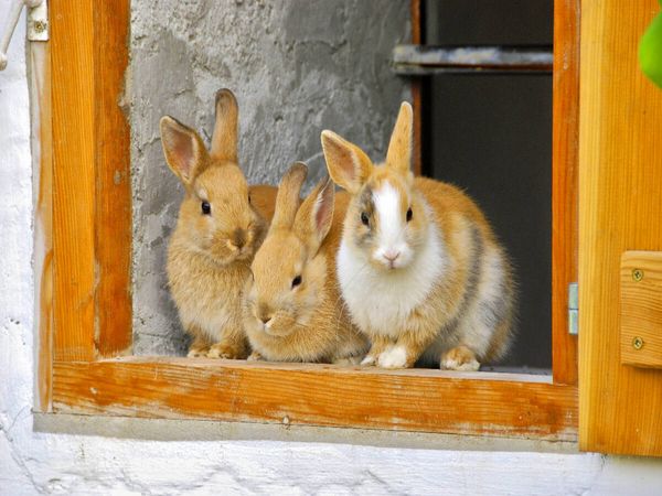 Produktbild: CALVENDO Puzzle Drei Kaninchen am offenen Stallfenster | 1000 Teile Lege-Gr&ouml;&szlig;e 64x48cm Foto-Puzzle f&uuml;r gl&uuml;ckliche Stunden