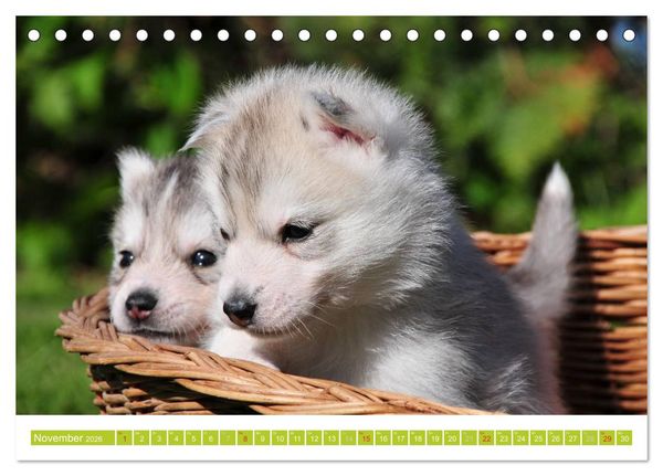 Produktbild: Siberian Husky - der Urtyp (Tischkalender 2026 DIN A5 quer), CALVENDO Monatskalender