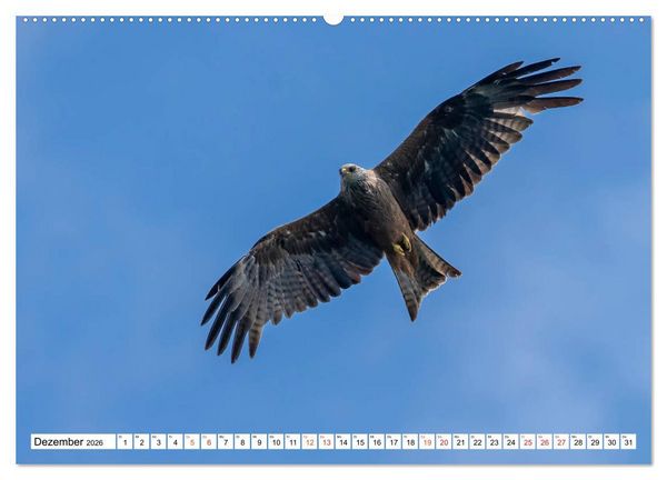Produktbild: Heimische GREIFV&Ouml;GEL Adler Milan Bussard Weihe Sperber (Wandkalender 2026 DIN A2 quer), CALVENDO Monatskalender