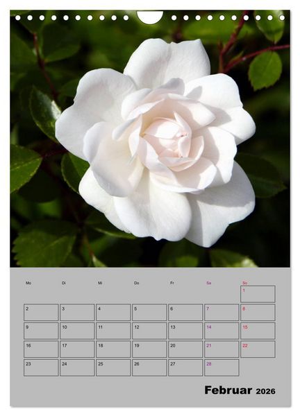 Produktbild: Rosen - Symbol der Liebe und Verehrung (Wandkalender 2026 DIN A4 hoch), CALVENDO Monatskalender