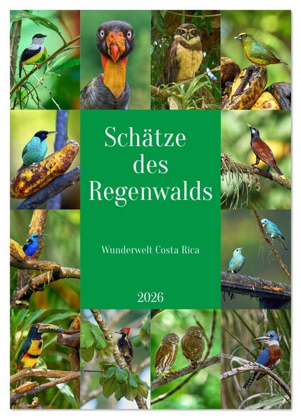 Produktbild: Sch&auml;tze des Regenwalds (Tischkalender 2026 DIN A5 hoch), CALVENDO Monatskalender