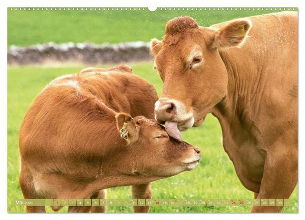 Produktbild: Kuh-Idylle: Suchen Sie die Ruhe in der Natur? (Wandkalender 2026 DIN A2 quer), CALVENDO Monatskalender