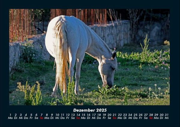 Produktbild: Pferde Kalender 2025 Fotokalender DIN A4