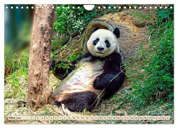 Produktbild: Niedlicher Panda (Wandkalender 2026 DIN A4 quer), CALVENDO Monatskalender