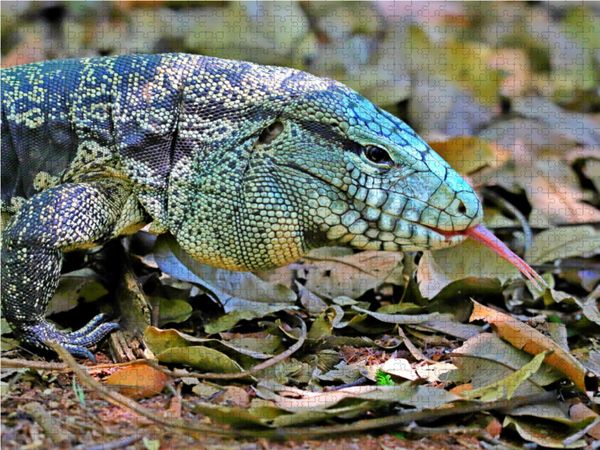 Produktbild: CALVENDO Puzzle Teju Echse | 1000 Teile Lege-Gr&ouml;&szlig;e 64x48cm Foto-Puzzle f&uuml;r gl&uuml;ckliche Stunden