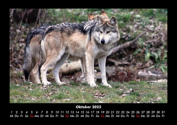 Produktbild: Tiere in der Wildnis 2025 Fotokalender DIN A3