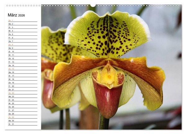 Produktbild: Prachtvolle Orchideen (hochwertiger Premium Wandkalender 2026 DIN A2 quer), Kunstdruck in Hochglanz