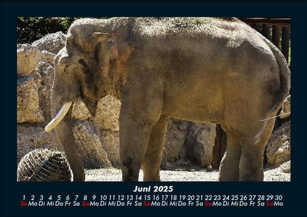 Produktbild: Der Elefantenkalender 2025 Fotokalender DIN A5