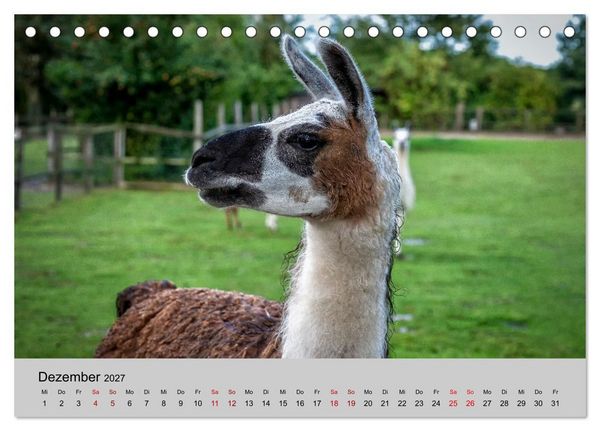Produktbild: Unter Lamas und Alpakas (Tischkalender 2027 DIN A5 quer), CALVENDO Monatskalender