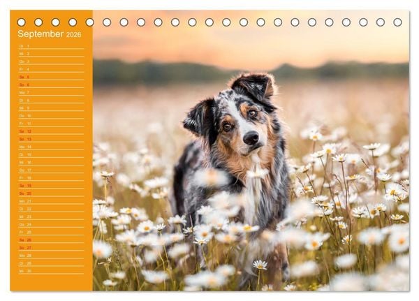 Produktbild: Hunde im Fokus (Tischkalender 2026 DIN A5 quer), CALVENDO Monatskalender