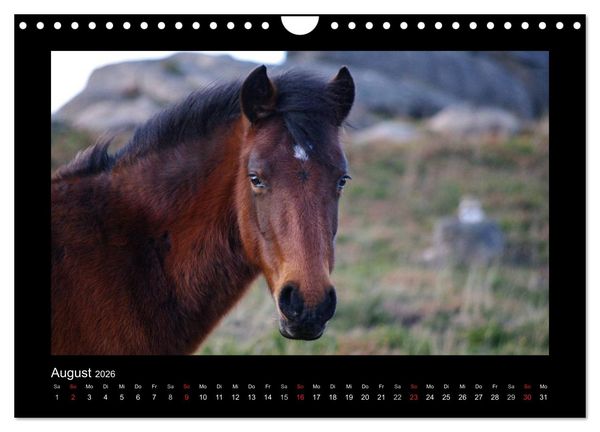 Produktbild: Garranos - Bedrohte Wildpferde Europas (Wandkalender 2026 DIN A4 quer), CALVENDO Monatskalender