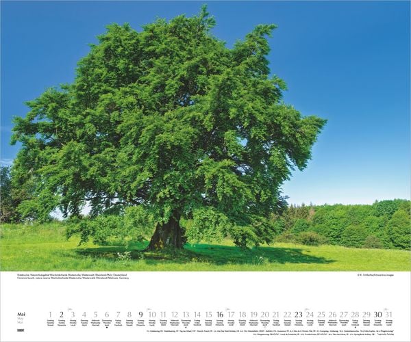 Produktbild: Heimische B&auml;ume 2027