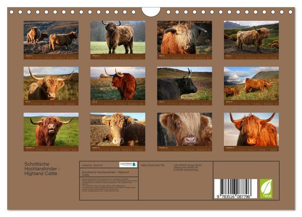 Produktbild: Schottische Hochlandrinder - Highland Cattle (Wandkalender 2026 DIN A4 quer), CALVENDO Monatskalender