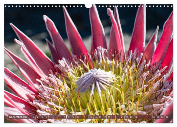 Produktbild: Fynbos - Die einzigartige Flora S&uuml;dafrikas (Wandkalender 2026 DIN A3 quer), CALVENDO Monatskalender