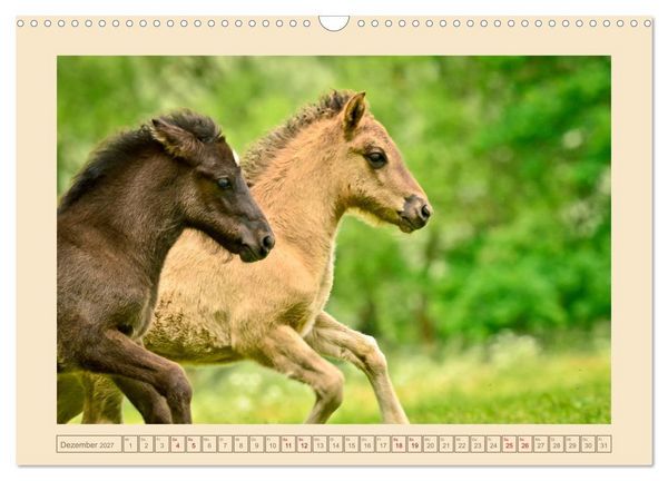 Produktbild: Fohlen, gl&uuml;cklich in der Herde (Wandkalender 2027 DIN A3 quer), CALVENDO Monatskalender