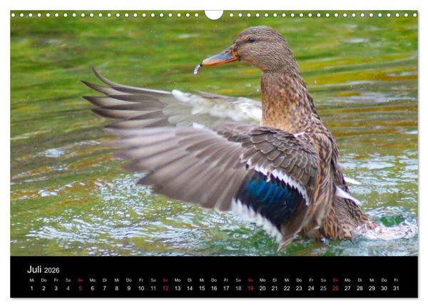 Produktbild: Duck Power (Wandkalender 2026 DIN A3 quer), CALVENDO Monatskalender