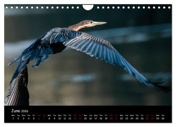 Produktbild: Birds of South Africa (Wall Calendar 2026 DIN A4 landscape), CALVENDO 12 Month Wall Calendar