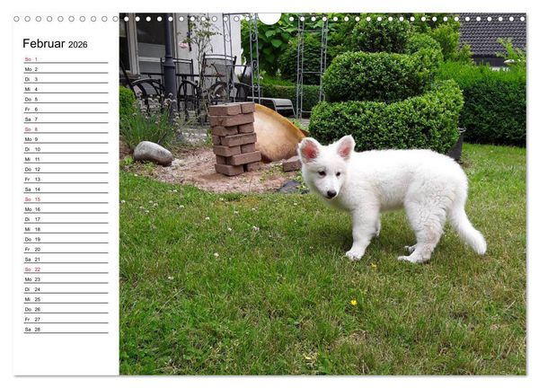 Produktbild: Berger Blanc Suisse - Wei&szlig;er Schweizer Sch&auml;ferhund (Wandkalender 2026 DIN A3 quer), CALVENDO Monatskalender