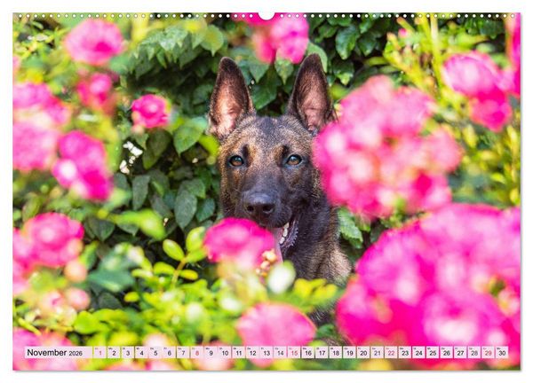 Produktbild: Freund und Besch&uuml;tzer - Der Malinois (hochwertiger Premium Wandkalender 2026 DIN A2 quer), Kunstdruck in Hochglanz
