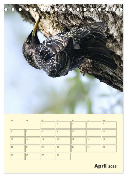 Produktbild: Vogelwelt an der Sieg (Tischkalender 2026 DIN A5 hoch), CALVENDO Monatskalender