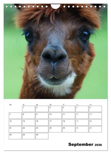 Produktbild: Alpaka und Lama Terminplaner (Wandkalender 2026 DIN A4 hoch), CALVENDO Monatskalender