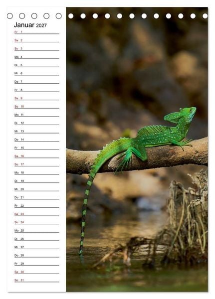 Produktbild: Costa Rica - Magische Tiere des Regenwaldes (Tischkalender 2027 DIN A5 hoch), CALVENDO Monatskalender
