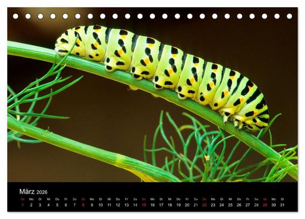Produktbild: Schmetterlinge (Tischkalender 2026 DIN A5 quer), CALVENDO Monatskalender