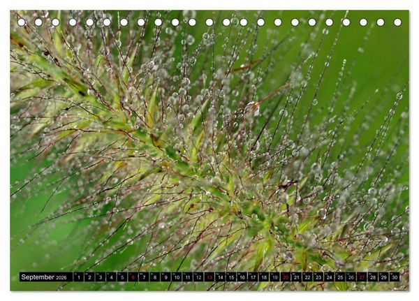 Produktbild: Wassertropfen - Diamanten des Lebens (Tischkalender 2026 DIN A5 quer), CALVENDO Monatskalender