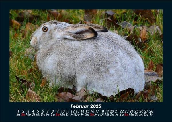 Produktbild: Haustierkalender 2025 Fotokalender DIN A5