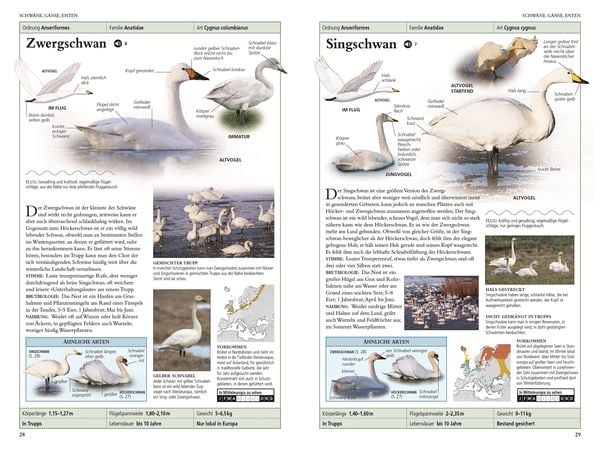 Produktbild: V&ouml;gel in Europa