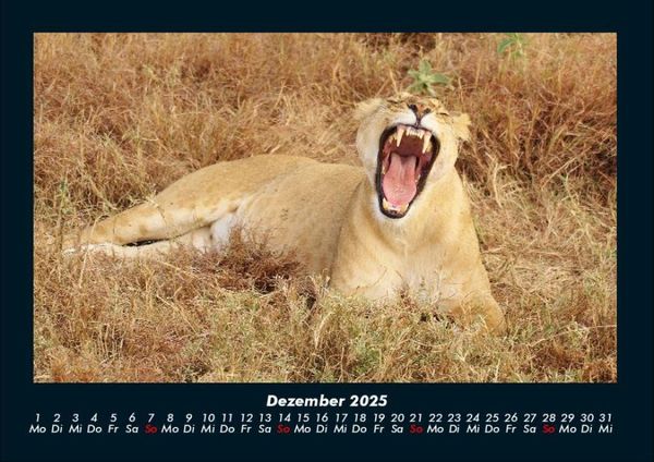 Produktbild: L&ouml;wen in der Wildnis 2025 Fotokalender DIN A4