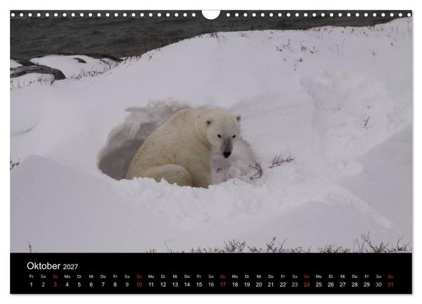 Produktbild: Arktische Tr&auml;ume - Eisb&auml;ren in Kanada (Wandkalender 2027 DIN A3 quer), CALVENDO Monatskalender