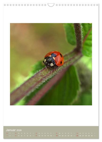 Produktbild: Artenvielfalt der Insekten (Wandkalender 2026 DIN A3 hoch), CALVENDO Monatskalender