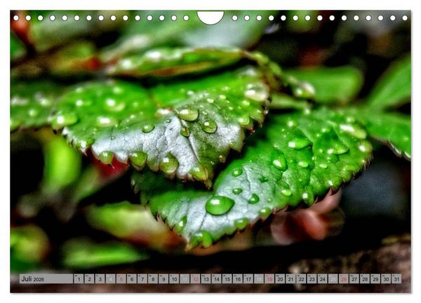 Produktbild: Spaziergang durch den Zauberwald (Wandkalender 2026 DIN A4 quer), CALVENDO Monatskalender