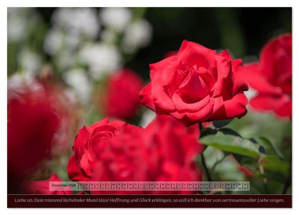 Produktbild: Rosen, Liebe ist (Wandkalender 2026 DIN A4 quer), CALVENDO Monatskalender