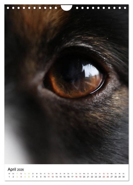 Produktbild: Australian Shepherd - Beste Freunde (Wandkalender 2026 DIN A4 hoch), CALVENDO Monatskalender