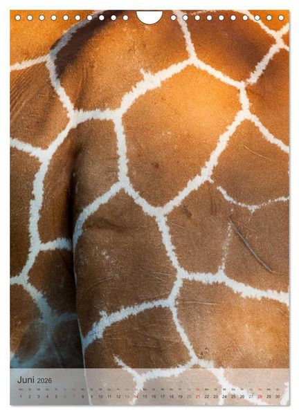 Produktbild: Emotionale Momente: Giraffen, die h&ouml;chsten Tiere der Welt. (Wandkalender 2026 DIN A4 hoch), CALVENDO Monatskalender