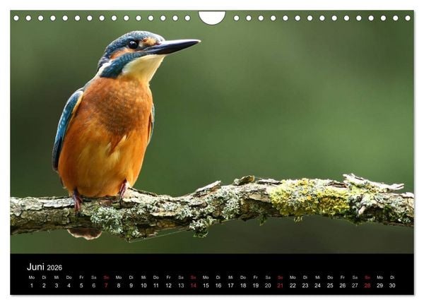 Produktbild: IM LAND DER EISV&Ouml;GEL (Wandkalender 2026 DIN A4 quer), CALVENDO Monatskalender