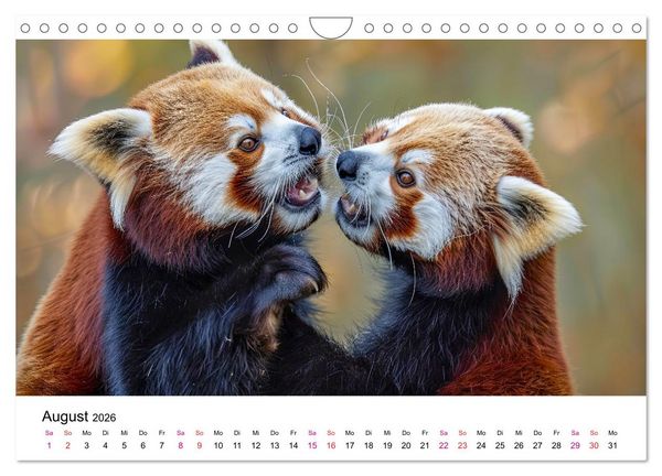 Produktbild: Der Rote Panda (Wandkalender 2026 DIN A4 quer), CALVENDO Monatskalender