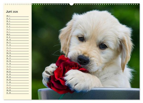 Produktbild: Das Gl&uuml;ck hat einen Namen - Golden Retriever (Wandkalender 2026 DIN A2 quer), CALVENDO Monatskalender