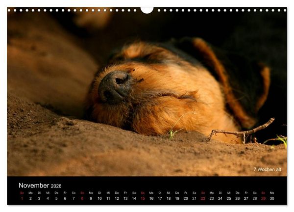 Produktbild: Airedale Terrier Welpen (Wandkalender 2026 DIN A3 quer), CALVENDO Monatskalender